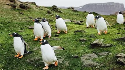 القارة القطبية الجنوبية أكثر اخضراراً بمقدار 10 مرات منذ 35 عامًا