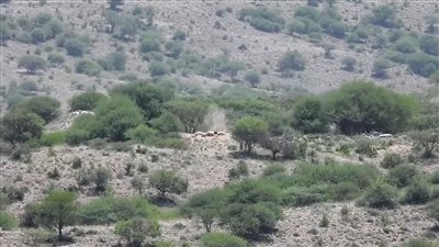 القوات الجنوبية تتصدى لهجوم حوثي شمال غرب الضالع وتكبد المليشيا خسائر كبيرة