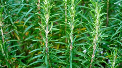 إكليل الجبل.. النبتة العطرية التي تجمع بين الجمال والفائدة والاستخدامات المتعددة