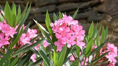 نبات الدفلة.. فوائد طبية وأضرار سامة