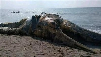 نفوق حوت ضخم إثر انفجار لغم بحري حوثي قبالة سواحل الحديدة 